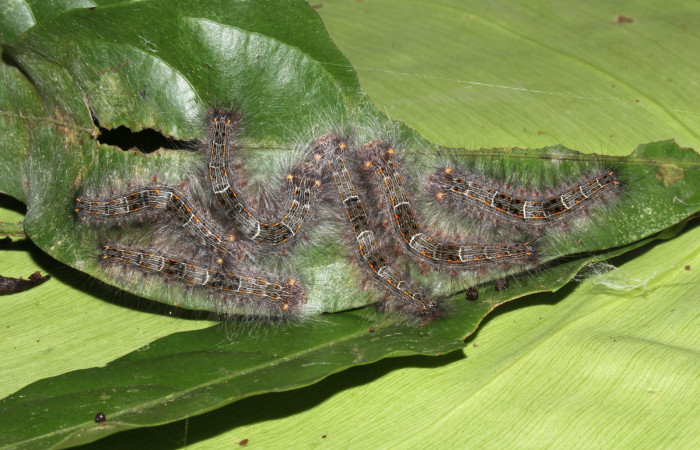 Figura 3. Grupo de <i>Euglyphis phyllis</i> familia (Lasiocampidae); en posición dorsal, PU estadio. Voucher, 16-SRNP-31491-DHJ735334.