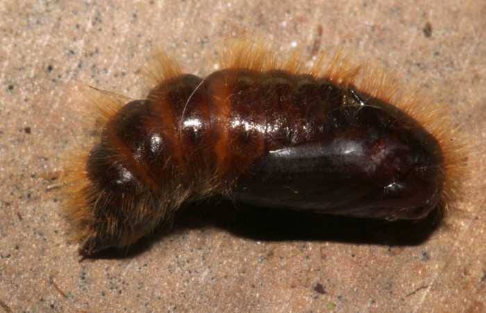 Figura 9. Pupa de <i>Euglyphis phyllis</i> familia (Lasiocampidae). Voucher 16-SRNP-31491-DHJ735425.