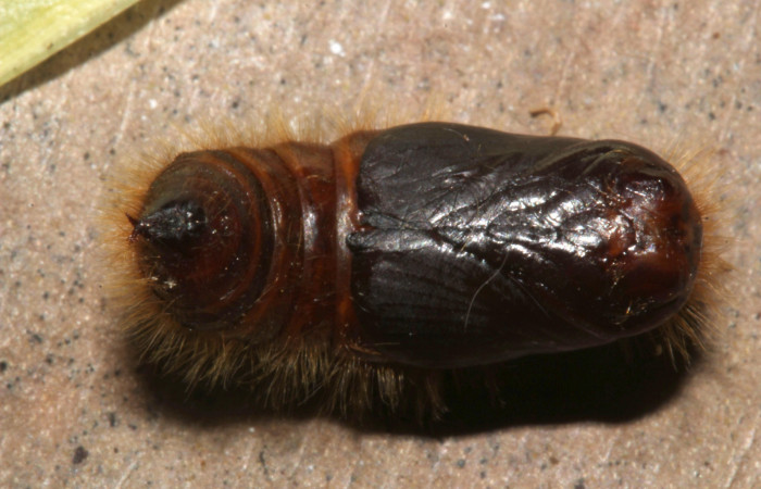 Figura 11. Pupa de <i>Euglyphis phyllis</i> familia (Lasiocampidae). Voucher 16-SRNP-31491-DHJ735427.