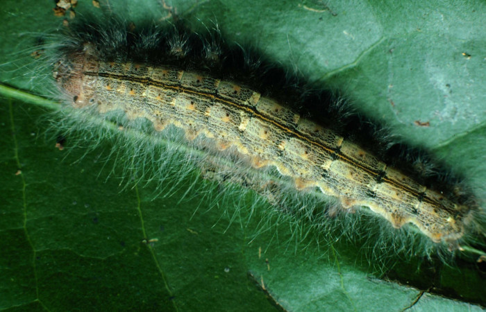 Figura 8.<i>Euglyphis phyllis</i> familia (Lasiocampidae); en posición trasera, U estadio. Voucher, 87-SRNP-1197-DHJ10323.