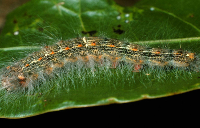 Figura 5. <i>Euglyphis phyllis</i> familia (Lasiocampidae); en posición lateral, PU estadio. Voucher, 95-SRNP-7844-DHJ25190.