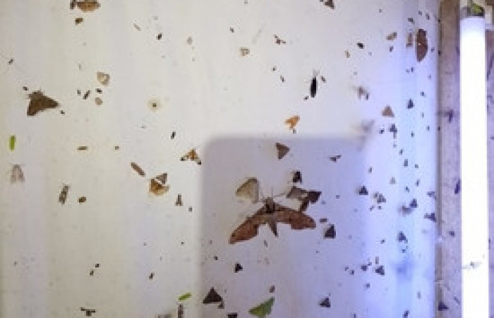 Figura 22. Manta de colecta nocturnas de adultos.