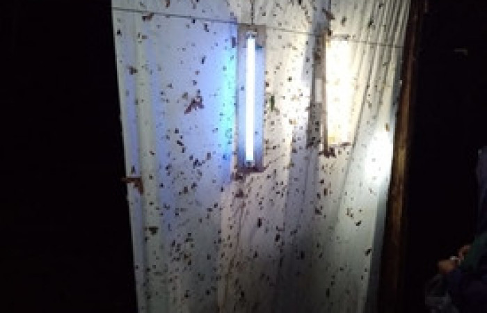 Figura 23. Manta de colecta nocturnas de adultos.