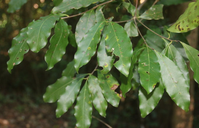 Figura 19.  Planta <i>Ocotea veraguensis</i> familia (Arecaceae). Foto Adrian Guadamuz, 9 de Diciembre 2021.