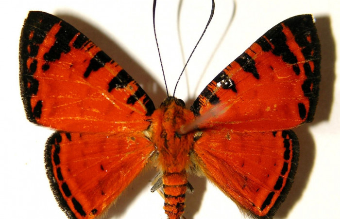 Figura 11. Adulto de <i>Symmachia xypete</i>, (Riodinidae), posición vista dorsal (macho). (04-SRNP-30015-DHJ91974.jpg).