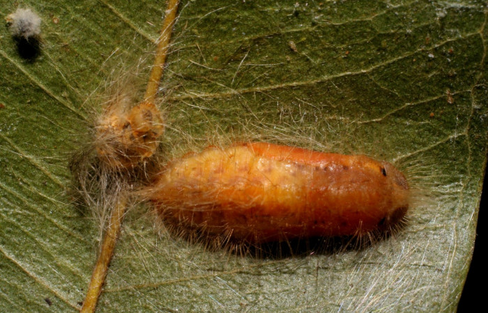 Figura 6. Pupa <i>Symmachia xypete</i>, (Riodinidae), posición dorsal, Sector Pitilla, Pasmompa, (elevación 440 metros). 27 febrero 2006, (06-SRNP-31049-DHJ425000.jpg).