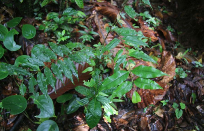 Figura 18. Planta hospedera<i>Myrcia aplendens</i>, (Myrtaceae) posición hojas, de <i>Symmachia xypete</i>, (Riodinidae).Foto Anabelle Córdoba, 11 Agosto 2018.