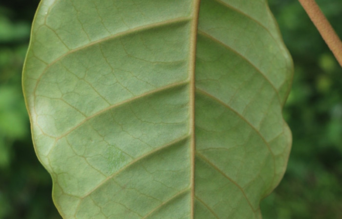 Figura. 4 Hojas envés <i>Macropharynx renteriae</i>, (Apocynaceae). Area de Conservación Guanacaste, Sector Rincón Rain Forest, Estación Leiva,  Selva, (elevación 410 metros). Foto. Jorge Hernández. Colectada 15 Diciembre 2021.