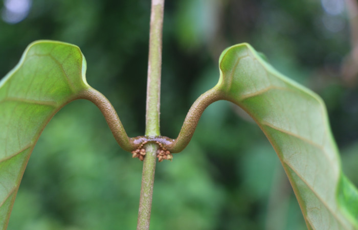 Figura. 5 Hojas <i>Macropharynx renteriae</i>, (Apocynaceae). Area de Conservación Guanacaste, Sector Rincón Rain Forest, Estación Leiva,  Selva, (elevación 410 metros). Foto. Jorge Hernández. Colectada 15 Diciembre 2021.