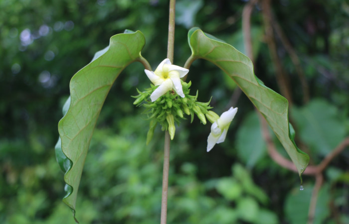 Figura. 6 Flores <i>Macropharynx renteriae</i>, (Apocynaceae). Area de Conservación Guanacaste, Sector Rincón Rain Forest, Estación Leiva,  Selva, (elevación 410 metros). Foto. Jorge Hernández. Colectada 15 Diciembre 2021.