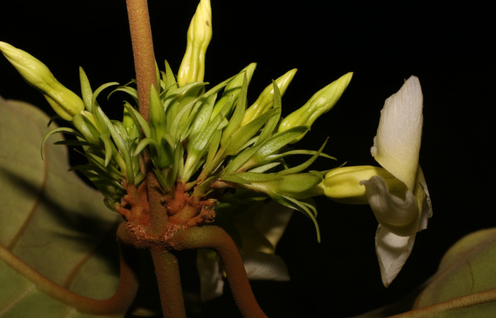 Figura. 8 Botones <i>Macropharynx renteriae</i>, (Apocynaceae). Area de Conservación Guanacaste, Sector Rincón Rain Forest, Estación Leiva,  Selva, (elevación 410 metros). Foto. Jorge Hernández. Colectada 15 Diciembre 2021.