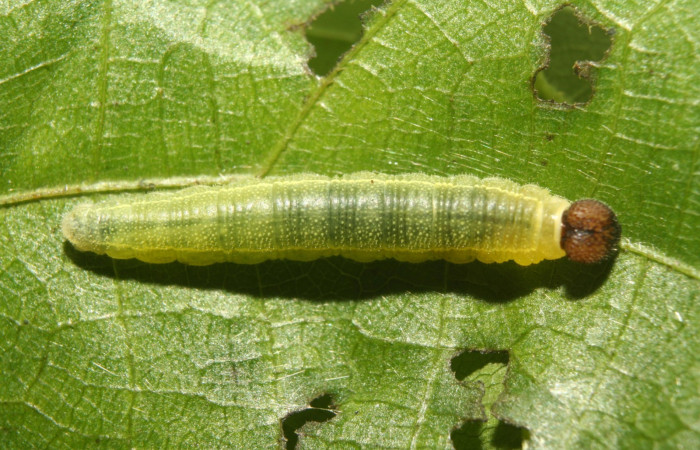 Fig. 9. Larva <i>Carrhenes calidius</i> en PPU estadio, en planta hospedera <i>Byttneria catalpifolia</i>, (Malvaceae). Voucher 13-SRNP-71319-DHJ702852.jpg