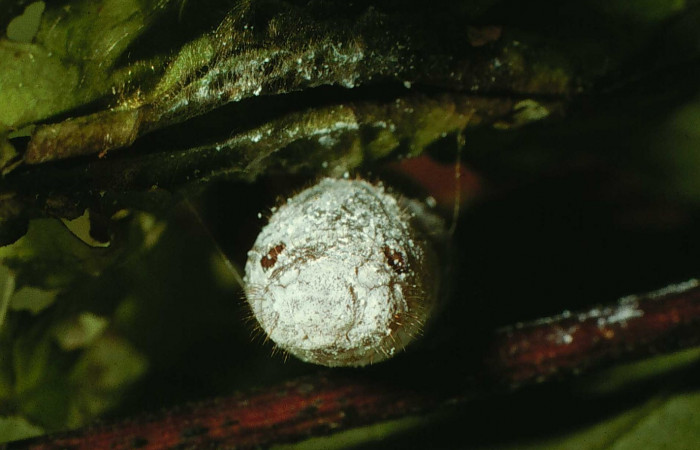 Fig. 11 Pupa de <i>Carrhenes calidius</i>, vista frontal. Voucher 97-SRNP-4824-DHJ42800.jpg.