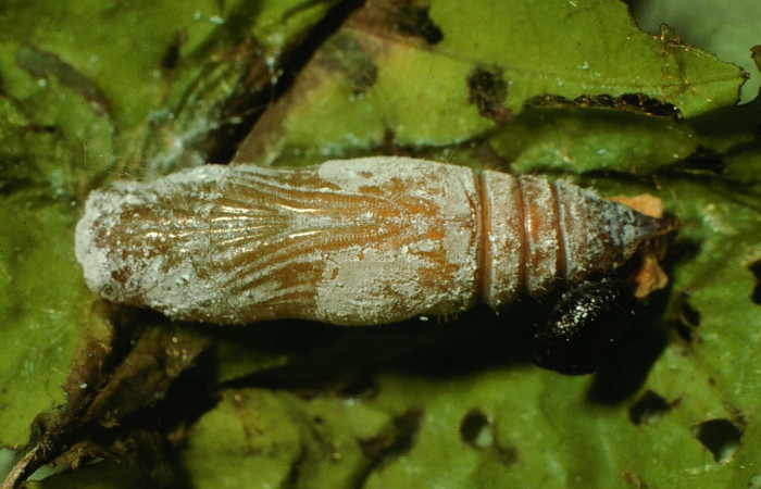 Fig. 12 Pupa de <i>Carrhenes calidius</i>, vista dorsal. Voucher 97-SRNP-4824-DHJ42802.jpg.