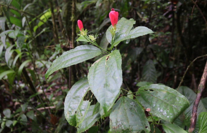 Fig. 17. Planta hospedera de <i>Carrhenes canescens</i>, (Hesperiidae). <i>Malvaviscus arboreus</i>, (Malvaceae). Foto tomada por el Paratáxonomo Minor Carmona. Estación Biológica Wege. Dic 2021