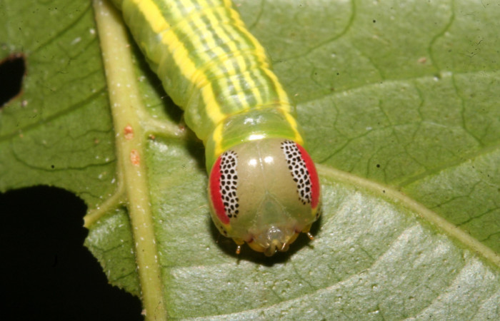 Figura 1. Larva <i>Disphragis tharis</i> (Notodontidae), color verde claro, líneas amarillas en el dorso color amarillo, cabeza crema con rayas fojas y puntos negros, último estadio posición frontal, mide 35 mm aproximadamente. Planta hospedera <i>Alchornea costaricensis</i>, (Euphorbiaceae). Voucher: 12-SRNP-42572-DHJ489794.jpg.