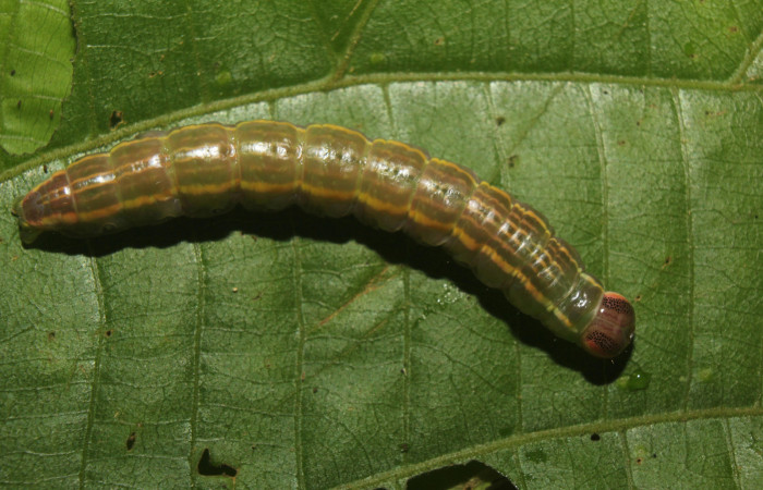 Figura 10. larva en prepupa <i>Disphragis tharis</i> (Notodontidae), color verde oscuro colores opacos, último estadio posición dorsal, mide 36 mm aproximadamente. Planta hospedera <i>Conceveiba pleiostemona</i>, (Euphorbiaceae). Voucher: 14-SRNP-71131-DHJ723305.jpg.