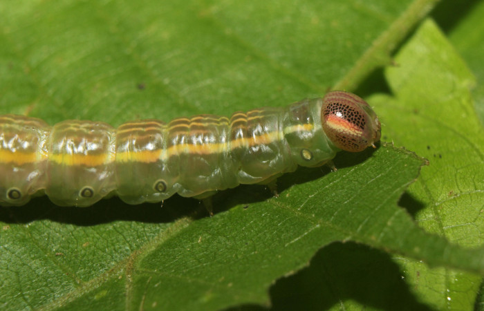 Figura 11. larva en prepupa <i>Disphragis tharis</i> (Notodontidae), color verde oscuro colores opacos, último estadio posición lateral frontal, mide 36 mm aproximadamente. Planta hospedera <i>Conceveiba pleiostemona</i>, (Euphorbiaceae). Voucher: 14-SRNP-71131-DHJ723307.jpg