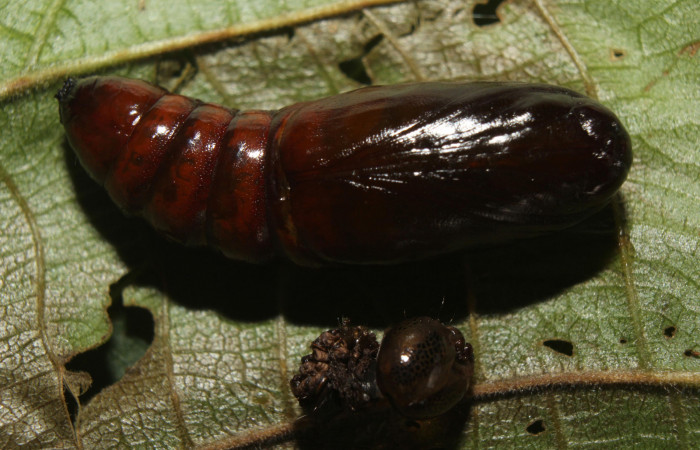 Figura 12. Pupa <i>Disphragis tharis</i> (Notodontidae), color café oscuro, posición lateral, mide 20 mm aproximadamente. Voucher: 14-SRNP-71131-DHJ723309.jpg.