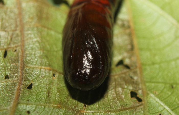Figura 13. Pupa <i>Disphragis tharis</i> (Notodontidae), color café oscuro, posición frontal, mide 20 mm aproximadamente. Voucher: 14-SRNP-71131-DHJ723310.jpg.