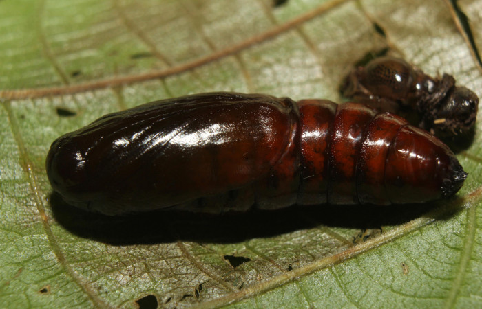 Figura 14. Pupa <i>Disphragis tharis</i> (Notodontidae), color café oscuro, posición dorsal, mide 20 mm aproximadamente. Voucher: 14-SRNP-71131-DHJ723313.jpg.