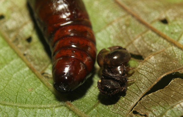 Figura 15. Pupa <i>Disphragis tharis</i> (Notodontidae), color café oscuro, posición parte trasera, mide 20 mm aproximadamente. Voucher: 14-SRNP-71131-DHJ723311.jpg.