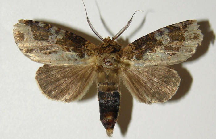 Figura 16. Adulto <i>Disphragis tharis</i> (Notodontidae), crema abdomen café, posición dorsal mide 42 mm aproximadamente. Voucher: 04-SRNP-411-DHJ300734.