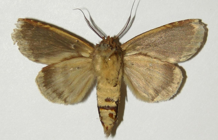 Figura 17. Adulto <i>Disphragis tharis</i> (Notodontidae), color crema, posición ventral, mide 42 mm aproximadamente. Voucher: 04-SRNP-411-DHJ300735.