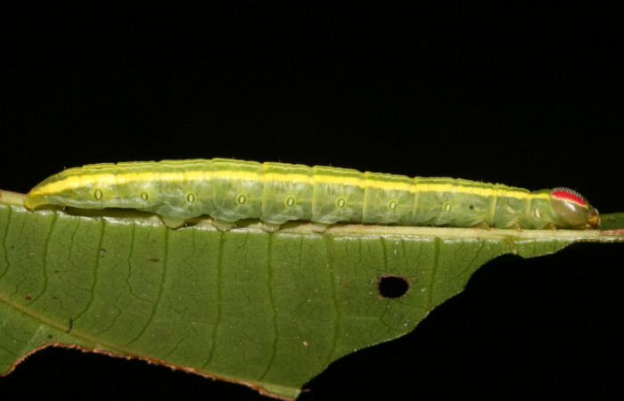 Figura 2. Larva <i>Disphragis tharis</i> (Notodontidae), color verde claro, líneas amarillas en el dorso color amarillo, cabeza crema con rayas rojas y puntos negros, último estadio posición lateral, mide 35 mm aproximadamente. Planta hospedera <i>Alchornea costaricensis</i>, (Euphorbiaceae). Voucher: 12-SRNP-42572-DHJ489790.jpg.