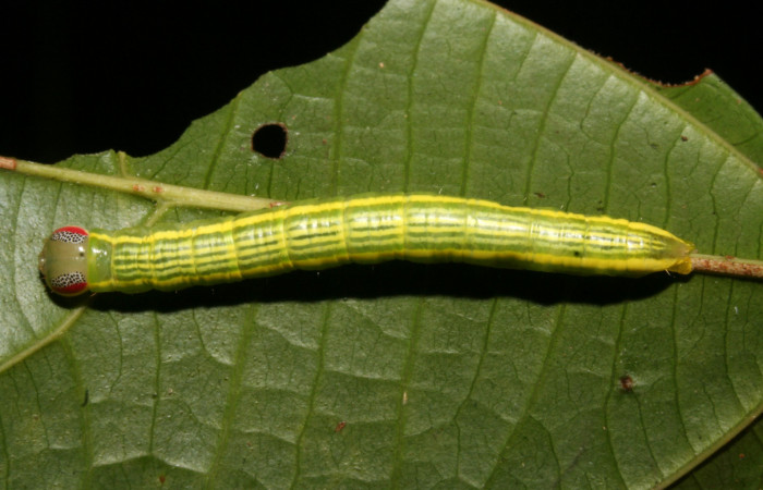 Figura 3. Larva <i>Disphragis tharis</i> (Notodontidae), color verde claro, lineas amarillas en el dorso color amarillo, cabeza crema con rayas rojas y puntos negros, último estadio posición dorsal, mide 35 mm aproximadamente. Planta hospedera <i>Alchornea costaricensis</i>, (Euphorbiaceae). Voucher: 12-SRNP-42572-DHJ489792.jpg.