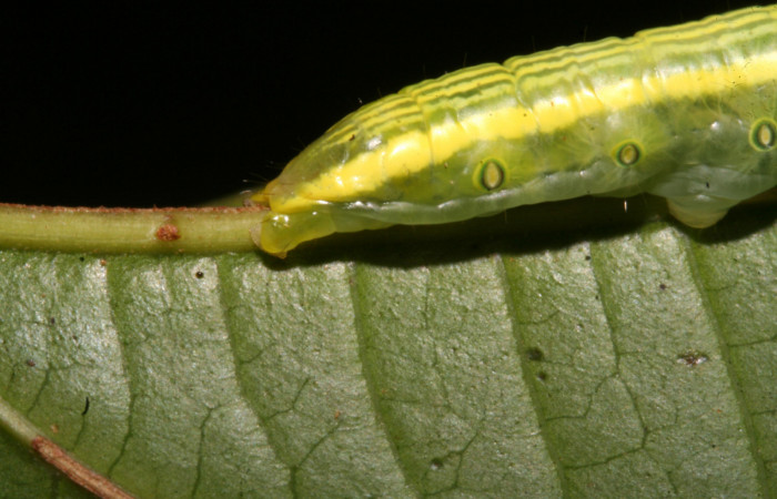 Figura 4. Larva <i>Disphragis tharis</i> (Notodontidae), color verde claro, líneas amarillas en el dorso color amarillo, cabeza crema con rayas fojas y puntos negros, último estadio posición lateral parte trasera, mide 35 mm aproximadamente. Planta hospedera <i>Alchornea costaricensis</i>, (Euphorbiaceae). Voucher: 12-SRNP-42572-DHJ489795.jpg.