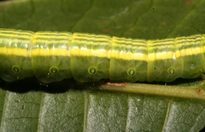 Figura 5. Larva <i>Disphragis tharis</i> (Notodontidae), color verde claro, líneas amarillas en el dorso color amarillo, cabeza crema con rayas rojas y puntos negros, último estadio posición lateral, mide 35 mm aproximadamente. Planta hospedera <i>Alchornea costaricensis</i>, (Euphorbiaceae). Voucher: 12-SRNP-42572-DHJ489796.jpg.