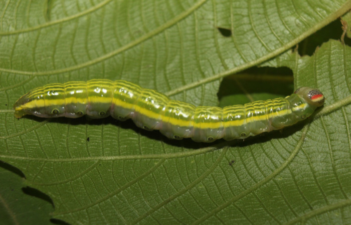 Figura 6. Larva <i>Disphragis tharis</i> (Notodontidae), color verde claro, líneas amarillas en el dorso color amarillo, cabeza crema con rayas rojas y puntos negros, último estadio posición lateral dorsal, mide 35 mm aproximadamente. Planta hospedera <i>Alchornea costaricensis</i>, (Euphorbiaceae). Voucher: 14-SRNP-71131-DHJ723300.jpg.