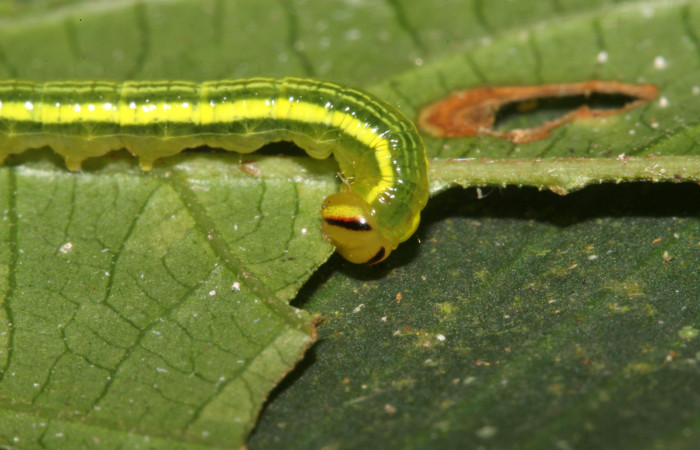 Figura 7. Larva <i>Disphragis tharis</i> (Notodontidae), color verde claro, líneas amarillas en el dorso color amarillo, cabeza crema con una raya roja amarilla, roja y negra, cuarto estadio posición lateral frontal, mide 18 mm aproximadamente. Planta hospedera <i>Alchornea costaricensis</i>, (Euphorbiaceae). Voucher: 20-SRNP-40358-DHJ768006.jpg.