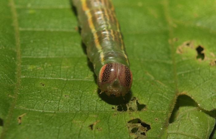 Figura 8. Larva en prepupa <i>Disphragis tharis</i> (Notodontidae), color verde oscuro colores opacos, último estadio posición frontal, mide 36 mm aproximadamente. Planta hospedera <i>Conceveiba pleiostemona</i>, (Euphorbiaceae). Voucher: 14-SRNP-71131-DHJ723303.jpg.