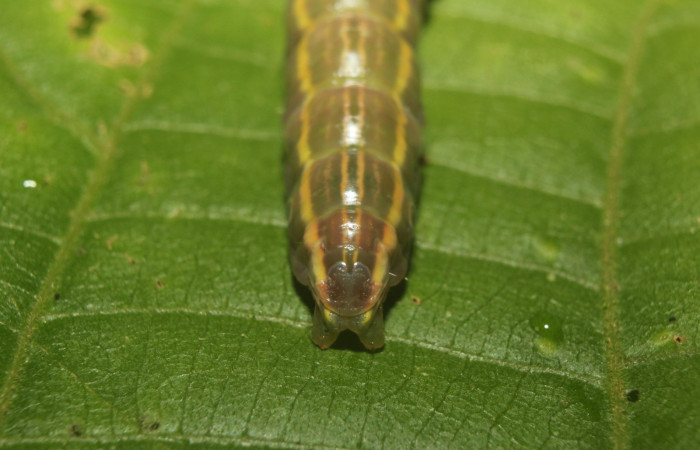 Figura 9. Larva en prepupa <i>Disphragis tharis</i> (Notodontidae), color verde oscuro colores opacos, último estadio posición parte trasera, mide 36 mm aproximadamente. Planta hospedera <i>Conceveiba pleiostemona</i>, (Euphorbiaceae). Voucher: 14-SRNP-71131-DHJ723304.jpg.