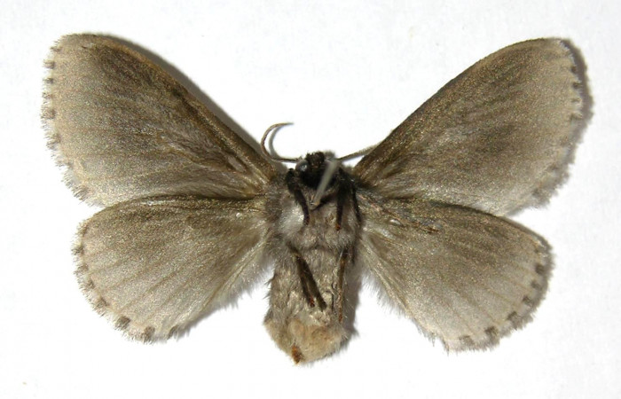 Figura 8. Adulto hembra de <i>Podalia contigua</i> (Megalopigydae), vista ventral . Voucher 05-SRNP-3910-DHJ329843.jpg.