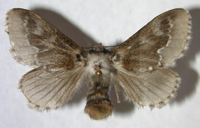 Figura 5. Adulto hembra de  <i>Podalia</i> Janzen08 (Megalopigydae) vista dorsal. Voucher 06-SRNP-34196-DHJ359934.jpg.