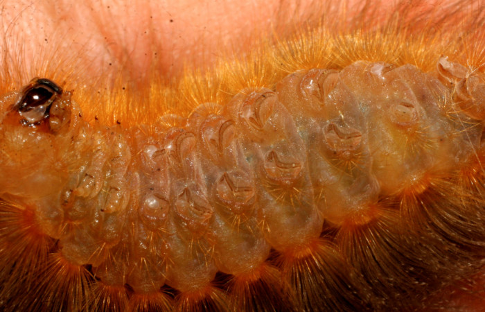 Figura 3. <i>Podalia contigua</i> (Megalopigydae), larva penúltimo estadio  posición ventral. Sector San Cristóbal, Sendero Corredor. Voucher 08-SRNP-24510-DHJ448978.jpg.
