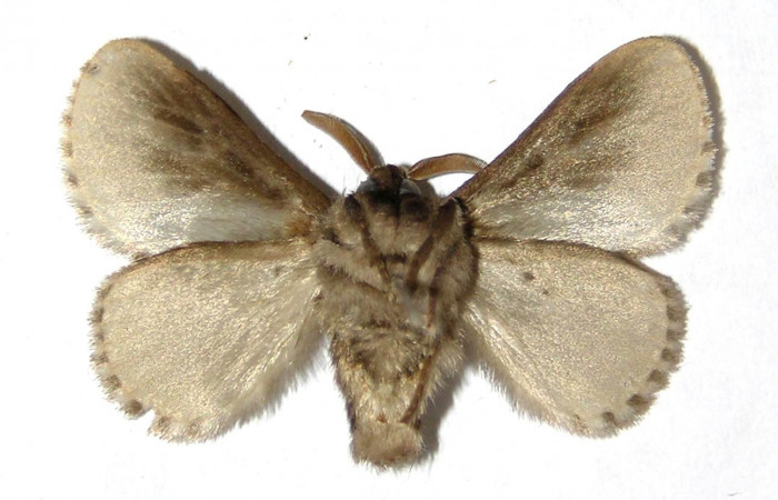 Figura 10. Adulto macho de <i>Podalia contigua</i> (Megalopigydae), vista ventral . Voucher 98-SRNP-14831-DHJ329835.jpg.