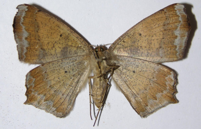 Figura 2. Adulto de <i>Paragonia cruraria</i> ((macho), vista ventral (01-SRNP-10429-DHJ324881)