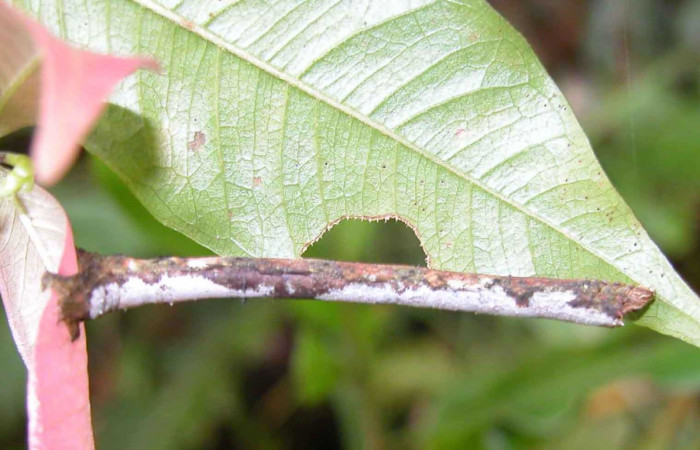 Figura 11. Larva <i>Paragonia</i> crurariaDHJ01, Geometridae, vista lateral, último estadio. (03-SRNP-20116-DHJ90477)