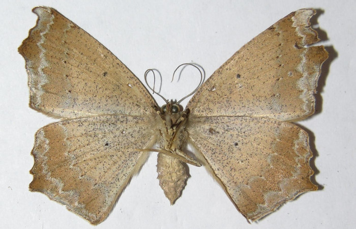 Figura 4. Adulto de <i>Paragonia cruraria</i> (hembra), vista ventral (03-SRNP-3478-DHJ324555)