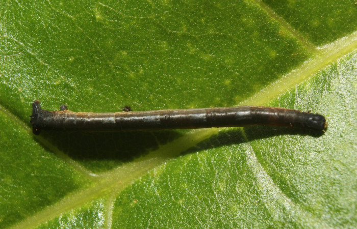 Figura 12 . Larva <i>Paragonia</i> crurariaDHJ02, Geometridae, vista dorsal, en PPU estadio. 14-SRNP-71032-DHJ723182.jpg.