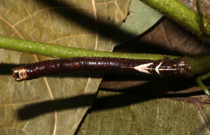 Figura 6. Larva <i>Paragonia cruraria</i>, Geometridae, vista dorsal. (19-SRNP-30932-DHJ765259)