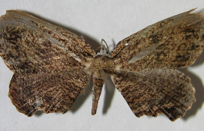 Figura 11. Adulto de <i>Schidax</i> squamariaDHJ06 (Uraniidae), vista dorsal, localidad Pasmompa, Sector Pitilla ACG (440m). Voucher: 07-SRNP-30402-DHJ371540.jpg.