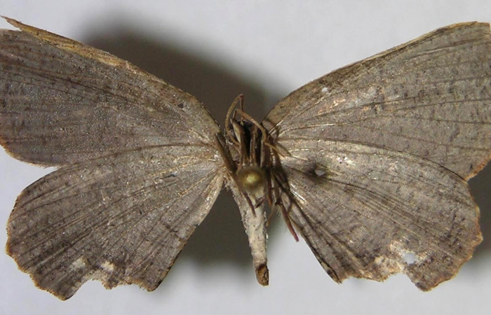 Figura 12. Adulto de <i>Schidax</i> squamariaDHJ06 (Uraniidae), vista ventral, localidad Pasmompa, Sector Pitilla ACG (440m). Voucher: 07-SRNP-30402-DHJ371541.jpg.