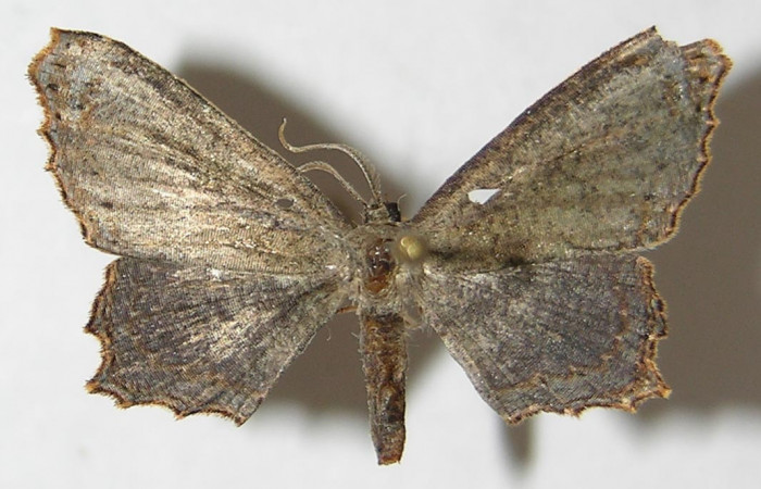 Figura 5. Adulto de <i>Schidax</i> Janzen02 (Uraniidae), vista dorsal, localidad Sendero Suspiro Estación Biológica Quica, Sector Pitilla ACG (439m). Voucher: 10-SRNP-71165-DHJ533428.jpg.