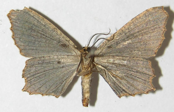 Figura 6. Adulto de <i>Schidax</i> Janzen02 (Uraniidae), vista ventral, localidad Sendero Suspiro Estación Biológica Quica, Sector Pitilla ACG (439m). Voucher: 10-SRNP-71165-DHJ533429.jpg.