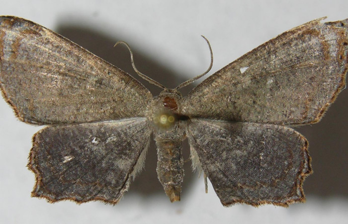 Figura 7. Adulto de <i>Schidax</i> Janzen02 (Uraniidae), vista dorsal, localidad Bullas Estación Biológica Quica, Sector Pitilla ACG (440m). Voucher: 12-SRNP-71143-DHJ565092.jpg.